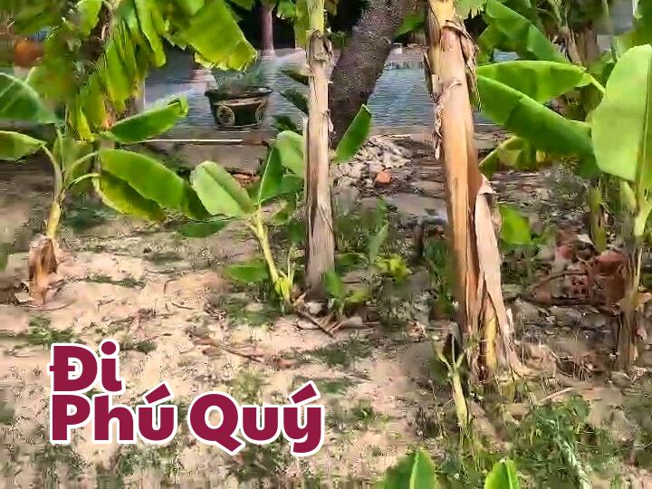 Bực đá gành ở Miếu Cây Da hiện tại, Đi Phú Quý