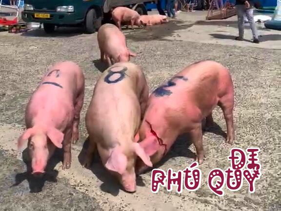 Đàn heo vừa cập bến đảo Phú Quý, sau trận say sóng thấy mụ nội luôn thì giờ đang, Đi Phú Quý