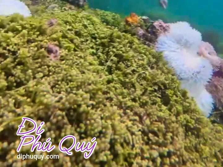 ĐẾN PHÚ QUÝ, NHẤT ĐỊNH PHẢI THỬ TOUR SUP + LẶN NGẮM SAN HÔ CHỈ 250, Đi Phú Quý