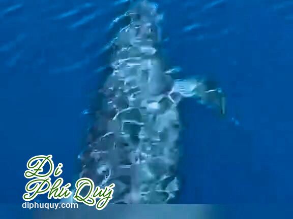 Hồi trước mình theo ghe cha đi biển gần bờ, đôi lúc bắt gặp cả đàn cá voi  người, Đi Phú Quý