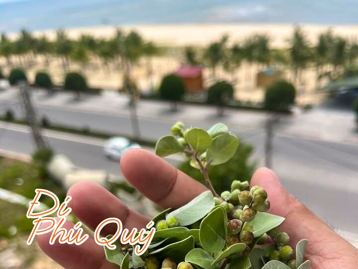 Nay đi xa xa thấy âm âm bò đầy bãi, bứt ít về pha trà uống, Đi Phú Quý