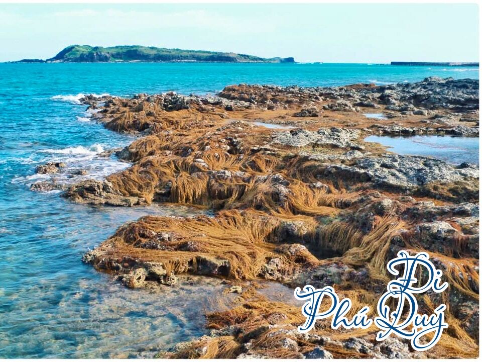 Ở Phú Quý, rong cũng biết mơ, Đi Phú Quý