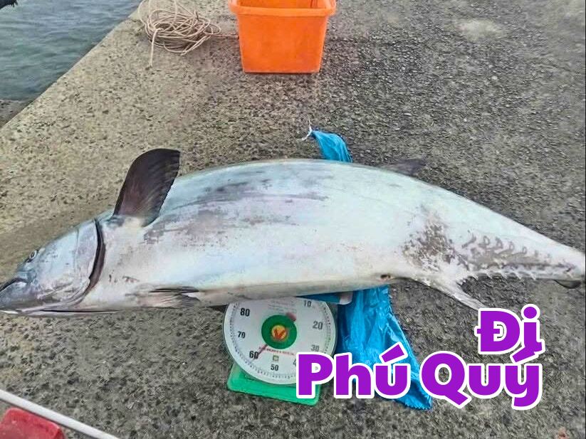 Sáng nay lướt đâu cũng thấy vụ cá thu 60 ký ở đảo Phú Quý, Đi Phú Quý