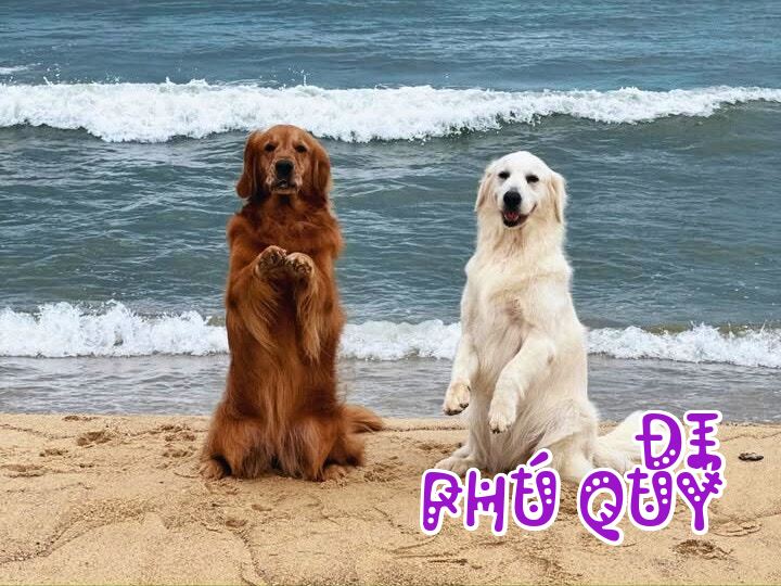 Superdong thông báo, Đi Phú Quý